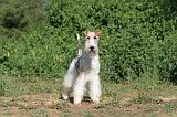 FOX TERRIER 002